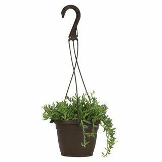 Banane Senecio Hanging Plant