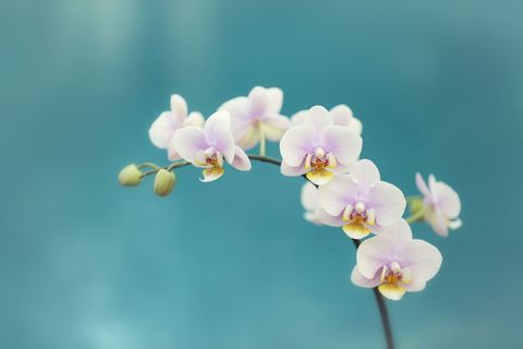 Orchidee bianche fresche contro con il fondo del blu di turchese.