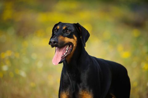 Cane Doberman