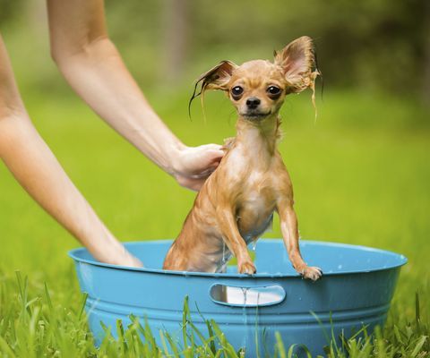 le attività all'aperto fanno il bagno al tuo animale domestico