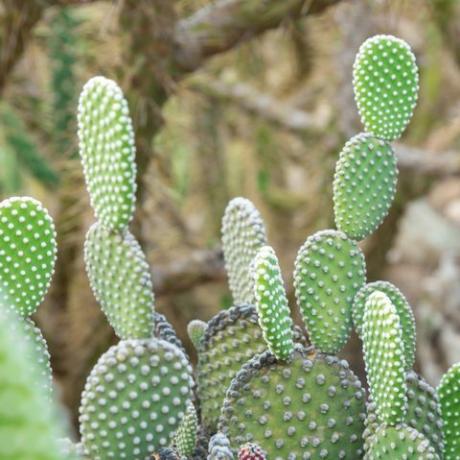 opuntia microdasys albida cactus in un giardino di cactus, chiamato anche ali d'angelo, cactus orecchie da coniglio, cactus coniglietto o cactus a pois