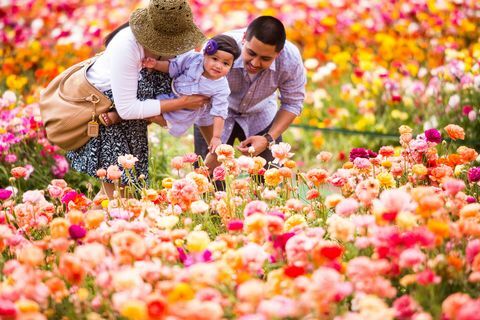 campo di fiori della California 50 acri visita Carlsbad