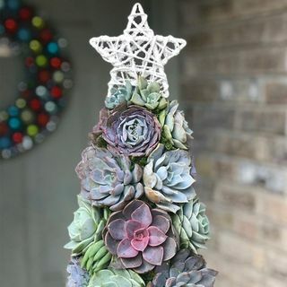 Aurora succulenta albero