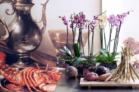 Phalaenopsis: orchidee che abbracciano la tendenza Harmonize