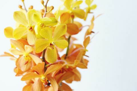 Chiuda in su di un mazzo di orchidee gialle ed arancioni