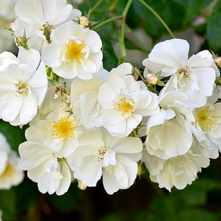 Rose 'Bobbie James' (Rosa vagante)