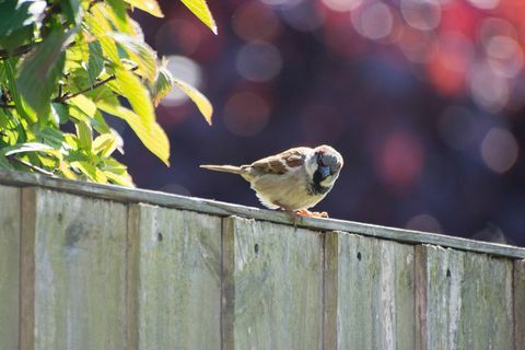 Passero su un recinto del giardino