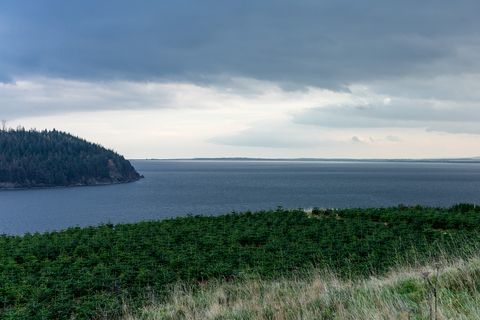 Ghirlande e alberi Lidl per Natale