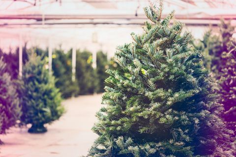 Foto dell'azienda agricola dell'albero di Natale