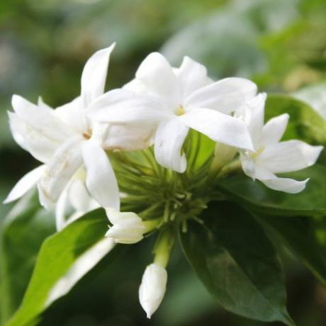 oasi del giardino, jasminoides bianco del trachelospermum che fiorisce nel giardino, primo piano