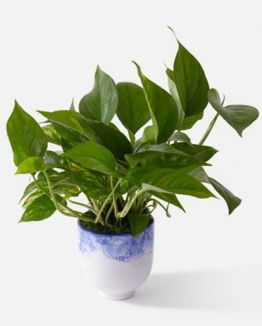 pianta di pothos