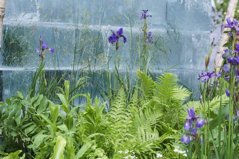 chelsea flower show 2022 il giardino di ghiaccio del plantman progettato da john warland santuario garden