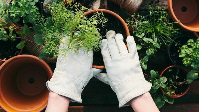 anteprima per Giardinaggio