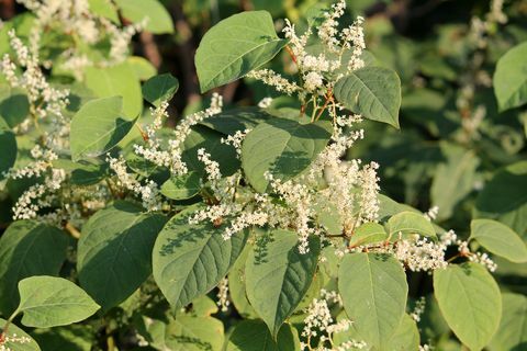 fallopia japonica o ramo di poligono giapponese con foglie verdi e fiori bianchi