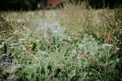 fiore di campo