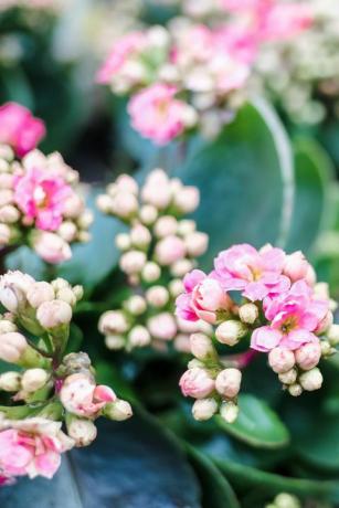 piante d'appartamento popolari fiore rosa kalanchoe