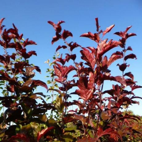 Malus Toringo 'Scarletta'