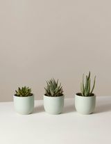 Trio succulento