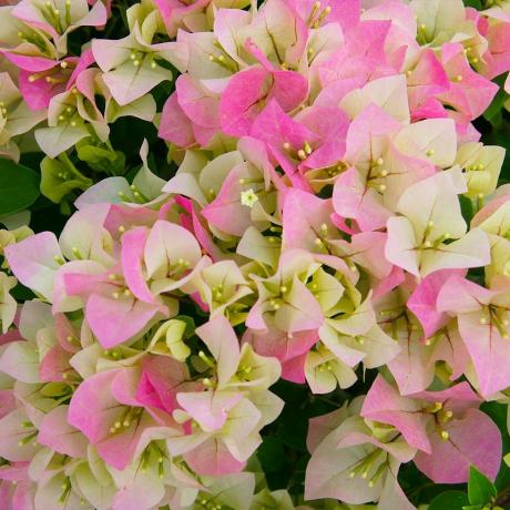 Bougainvillea 'Imperial Thai Delight'