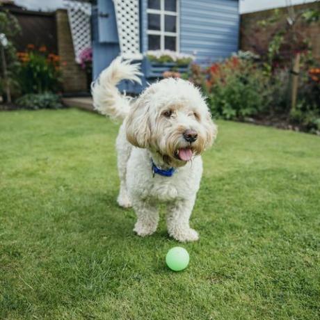 un cane cockapoo gioca con una palla in giardino