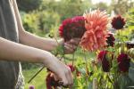Chelsea Flower Show 2020: RHS Garden for Friendship, Solitudine