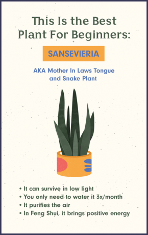 Sansevieria