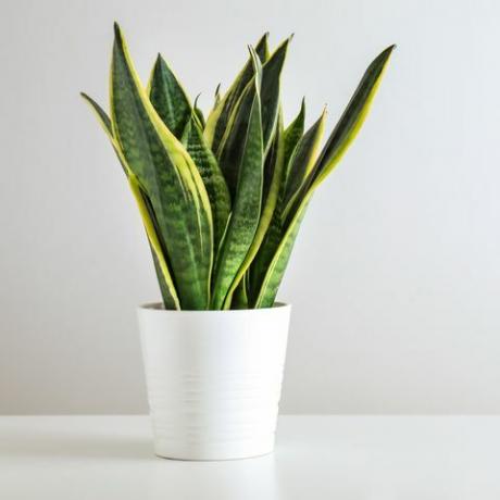 pianta sansevieria in vaso sul tavolo bianco