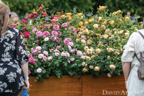 david austin, installazione arcobaleno di rose, mostra floreale del palazzo di rhs hampton court, luglio 2021