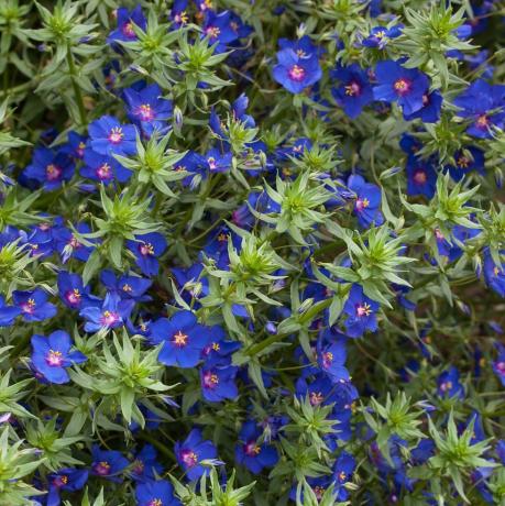 Anagallis monellii 'Amante del cielo'