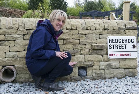 Il primo giardino permanente di Hedgehog Street nel Regno Unito è stato presentato a RHS Harlow Carr, nello Yorkshire del Nord