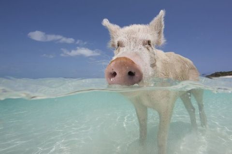 Maiali Bahama di nuoto