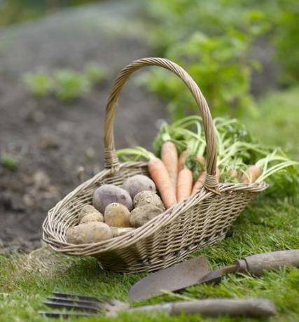 Cesto di verdure in giardino.