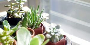 piante grasse in vaso vicino alla finestra