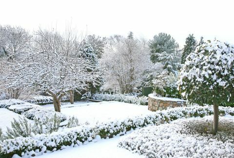 Giardino d'inverno con neve