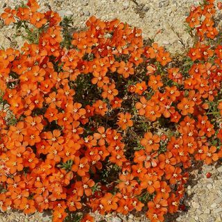 Semi di fiori di Anagallis Arvensis