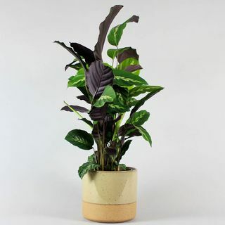 Calathea Maui e Pentola Tempesta di Sabbia