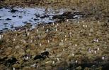 Un'intera isola delle Falkland con la sua colonia di pinguini è in vendita