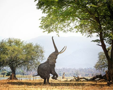 Elefante africano Boswell su due piedi a Mana Pools, Zimbabwe