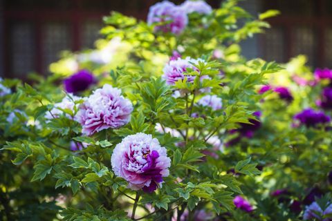 piante di confine, in primavera, i fiori di peonia nel giardino delle peonie sono in piena fioritura