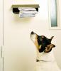 Quest'anno ci sono stati 2.500 attacchi di cani ai lavoratori delle poste, afferma Royal Mail
