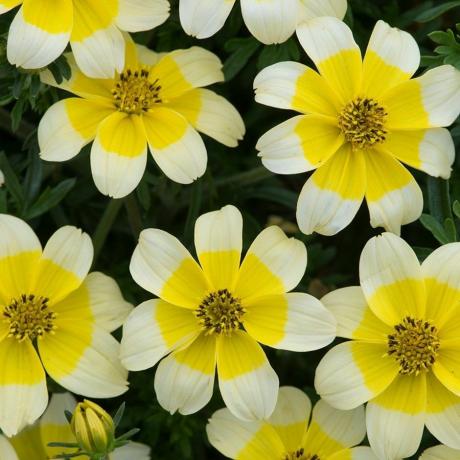 Bidens 