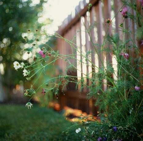 Wildflowers del cortile, Montana