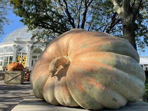 il weekend della zucca del giardino botanico di new york