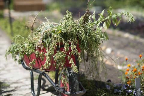 Carriola rossa piena di erbacce in un giardino