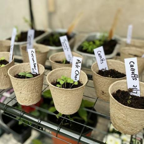 piantine di ortaggi che crescono in vaso pronte per essere piantate in giardino