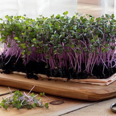 microgreens di cavolo rosso