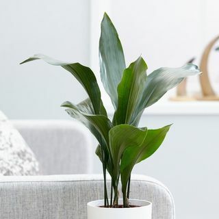 Aspidistra elatore