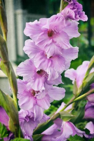 incredibili fioriture di gladioli i gladioli sembrano spettacolari in qualsiasi giardino estivo