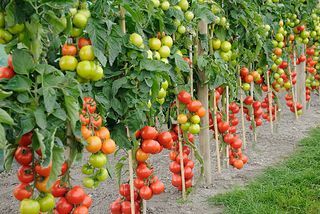 fila di piante di pomodorini