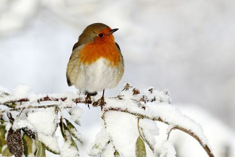 Uccello di Robin su un ramo di un albero in un giardino di neve